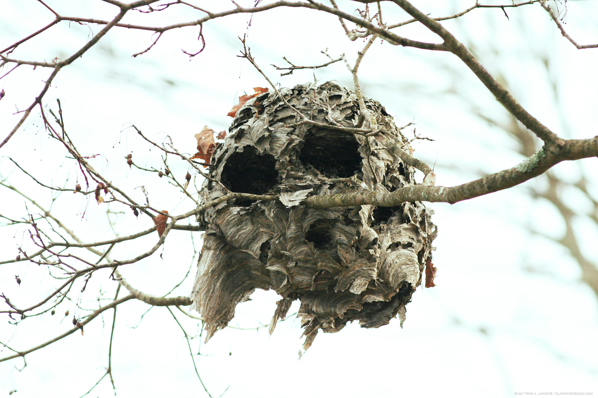 Photograph of a bees nest